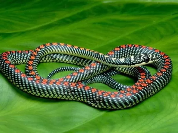 [صورة: bizarre-snakes-10794-2-1706460271.webp]