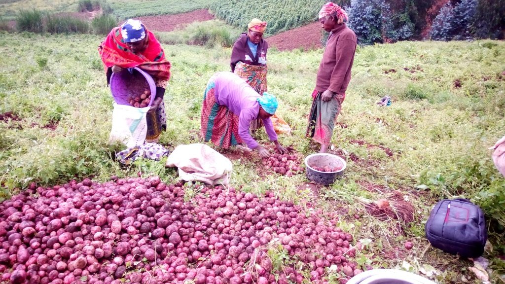  coel umoja -image of young women stacking their bag of potato in the sacs