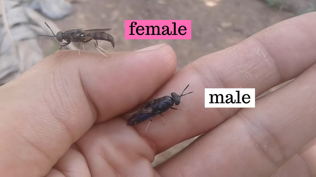 male-female-black-soldier-fly.jpg