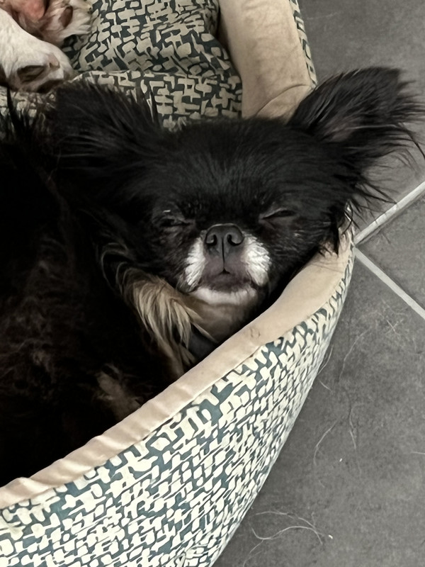 [Image: 2890-D27-D-7531-4576-8-EE5-AF0-F19236653.jpg]