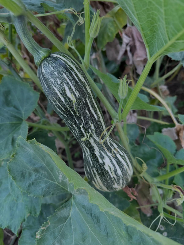 513271653-18511133128011325-9077145547022522152-n