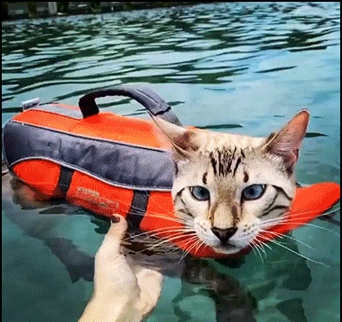 Funny-Cat-GIF-Cool-cat-floating-in-the-sea-with-his-new-life-jacket-ok-cats.gif