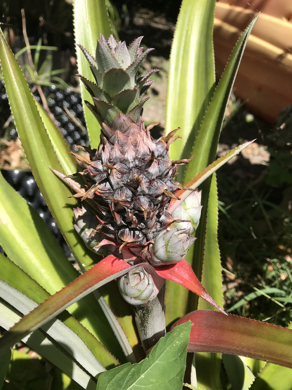 Pineapple w slips 4 2019