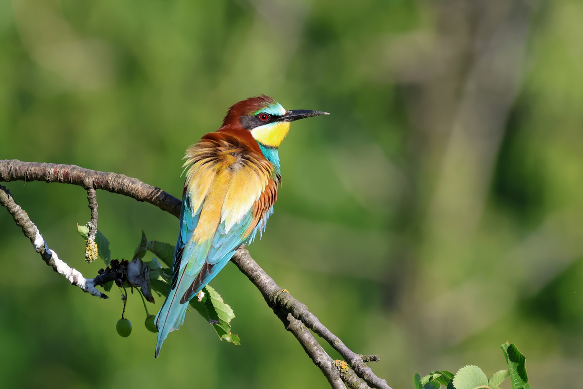 5E3A6773-topaz-denoise-sharpen