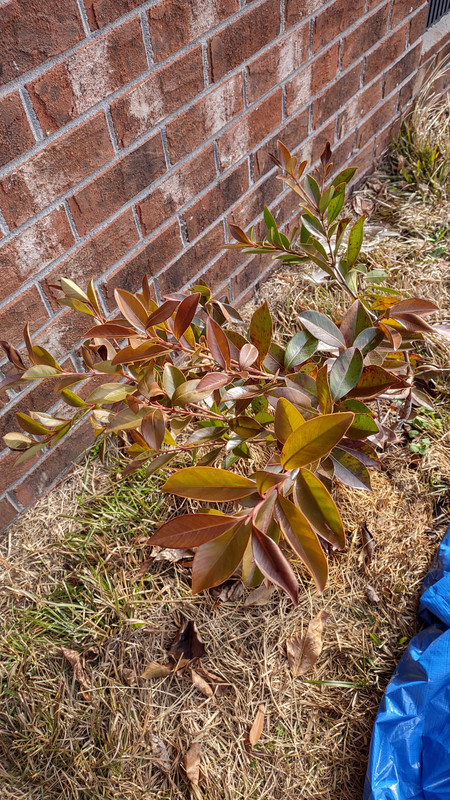 IMG_20250124_094359965_HDR