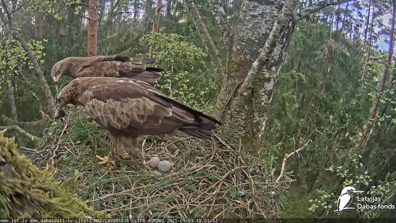 Mazais ērglis (Clanga pomarina), ligzda bērzā 14-32-22 screenshot