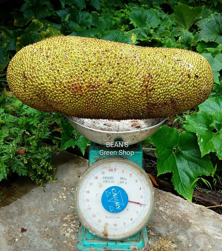 Cempedak(giant)1
