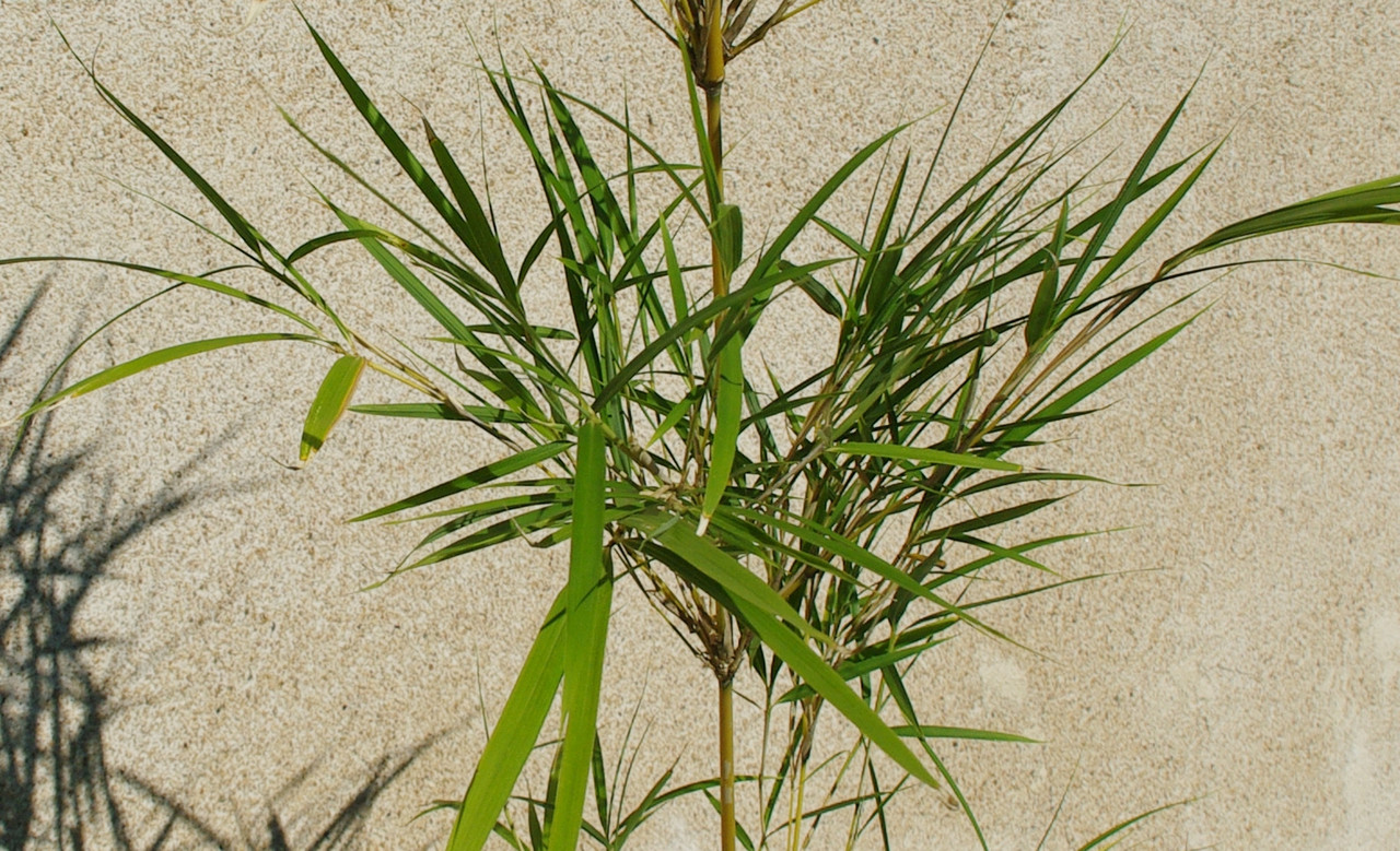 Pleioblastus linéaris 2