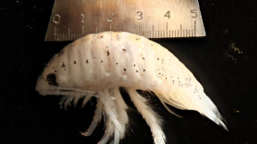 Misteriosos insectos están mordiendo a turistas en playas de California