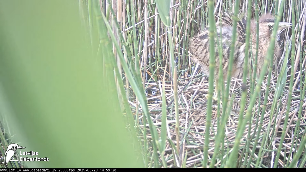 LDF Lielais dumpis (Botaurus stellaris) Zemītes pagastā 17-31-53 screenshot