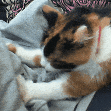 IMG-0982.gif