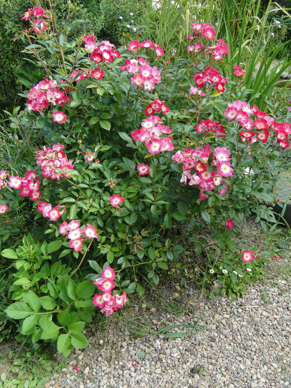DSC09359