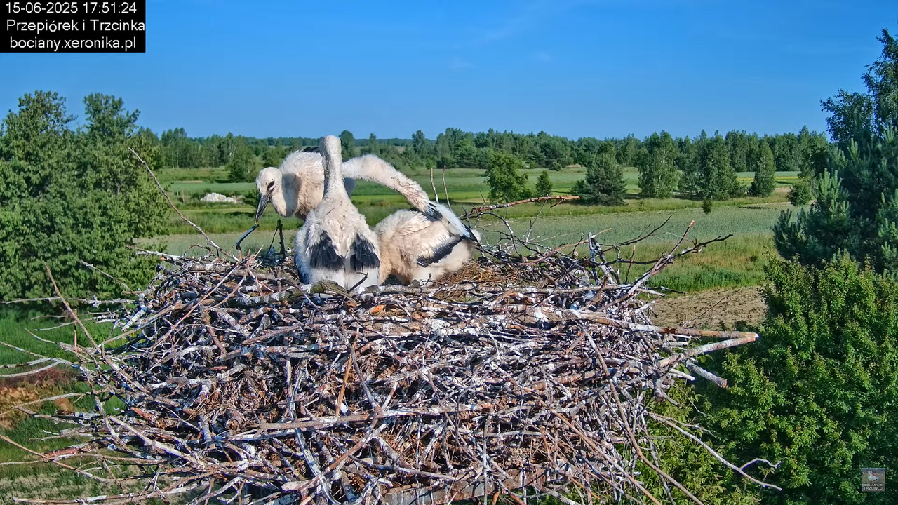 15062025bociany31