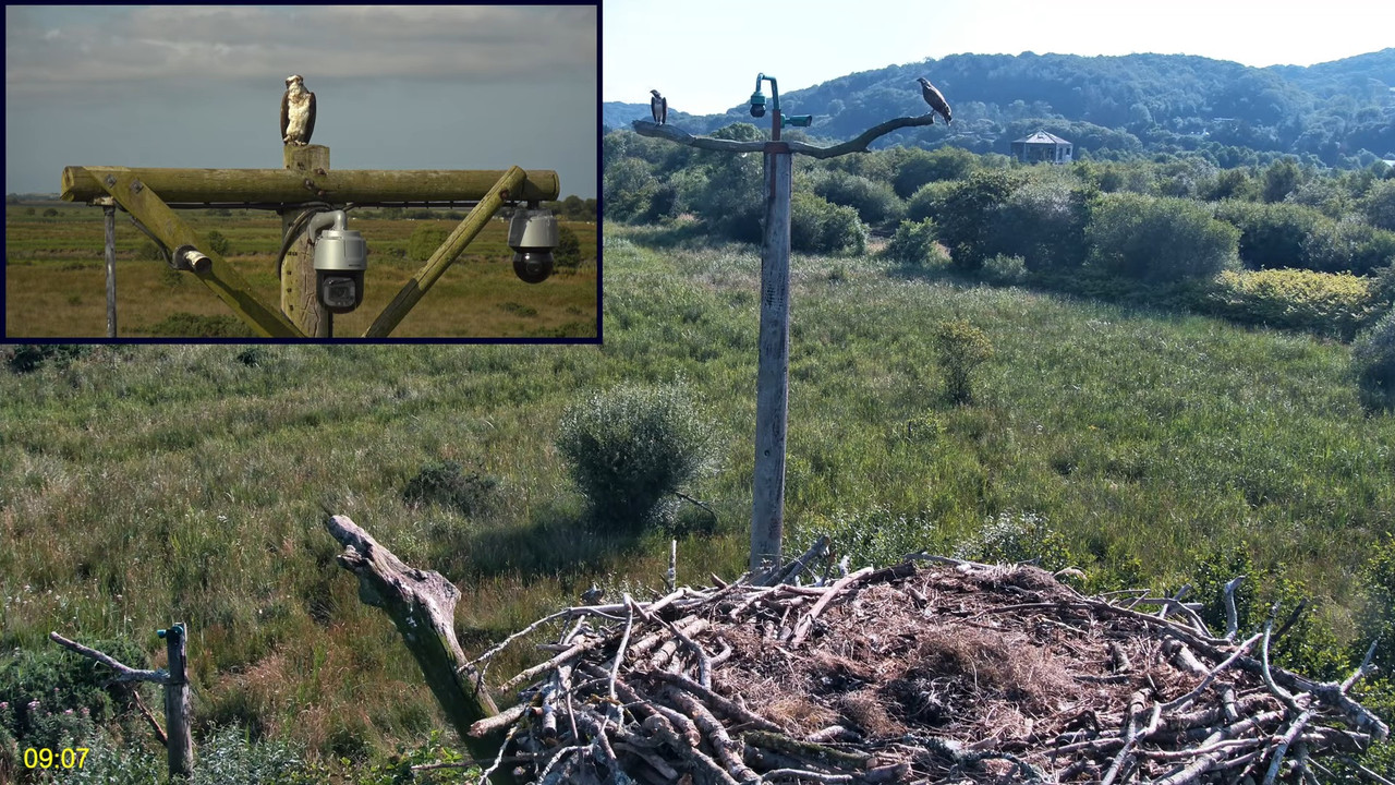 🦅 Dyfi Osprey Project (WALES)_ LIVE STREAMING 2024 in 4K 🦅 1-56-37 screenshot