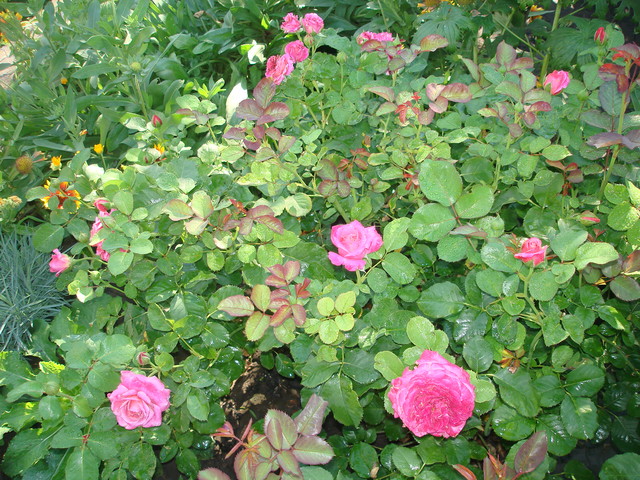 DSC01907