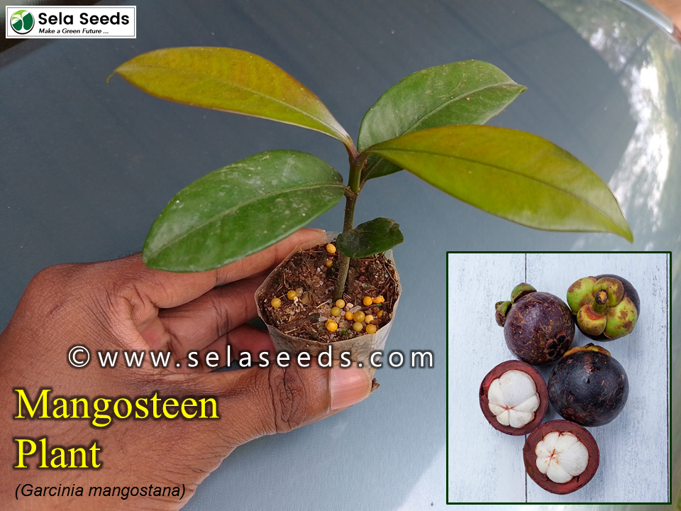 mangosteen plant (1)