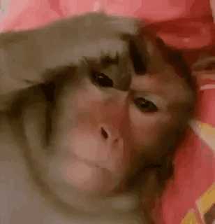 IMG-0915.gif