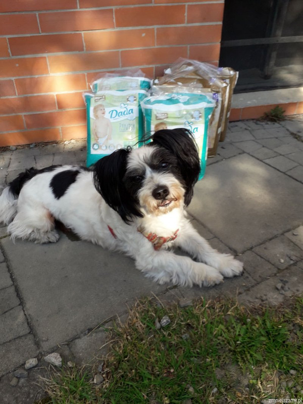 img-20200425035520-Dadai-Lolo-zmniejszam