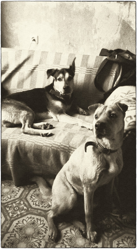 Рэкс&Рыжатка © Constantine Smith, 20 апреля 2020 г.