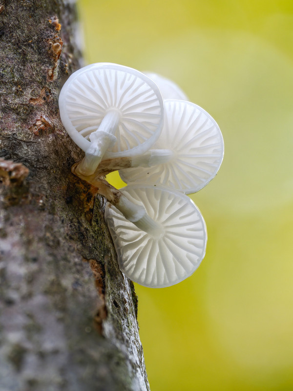 buchen schleimrübling