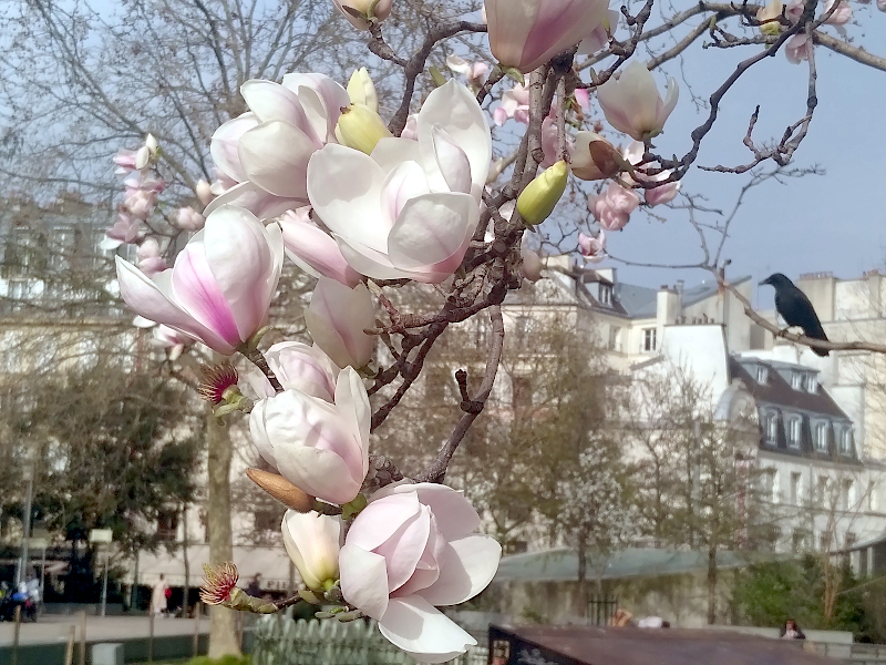 Escapade parisienne, tulipier et corbeau