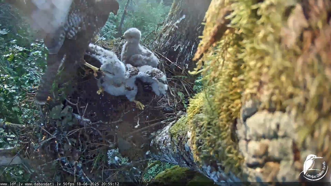 Melnās klijas (Milvus migrans) Kurzemē_ peļu klijāni (Buteo buteo) 12-57-7 screenshot