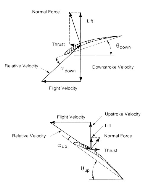 20210927-force-diagram-animal-flight