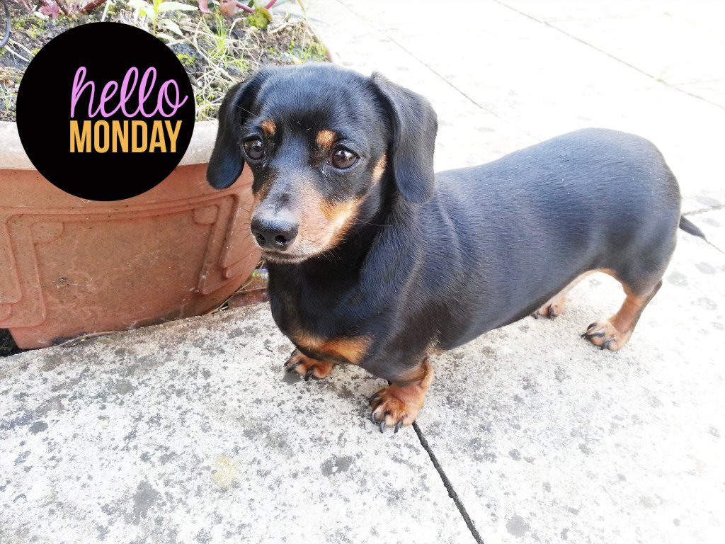Monday-Hello-Daschane