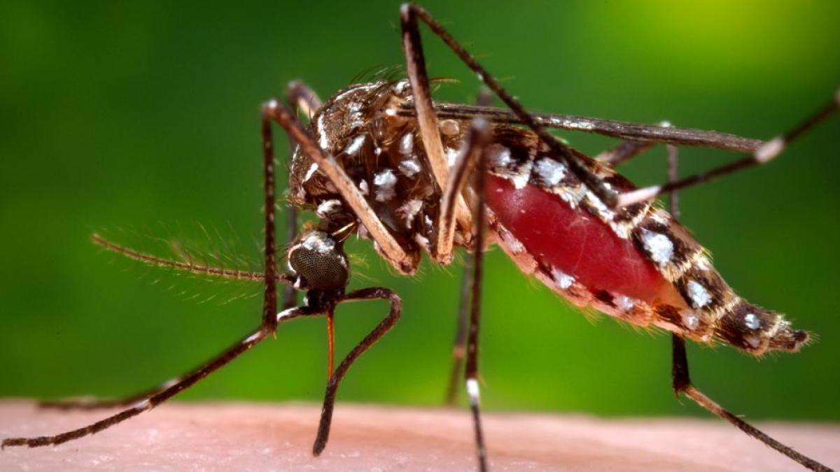 La diffusione dei casi di Dengue sul Lago di Garda in Italia