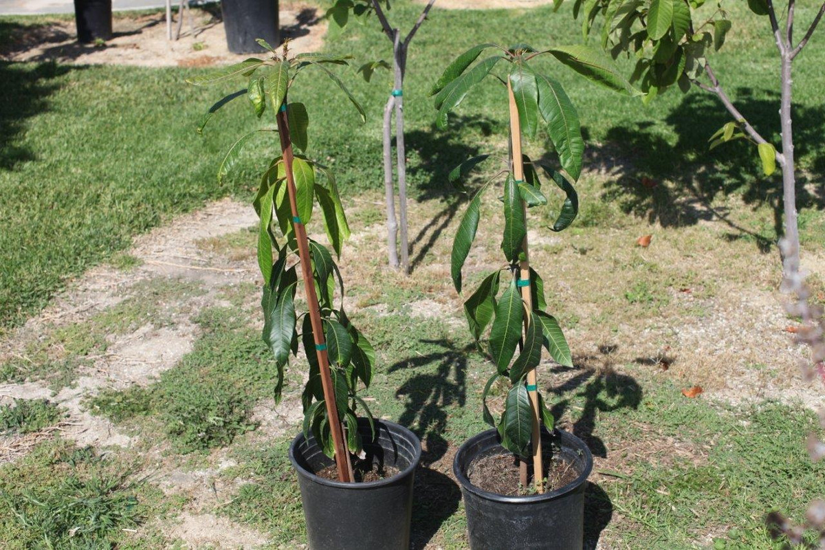 IMG_4313  Kent Mango Seedling, 5 Gallon Trees (6
