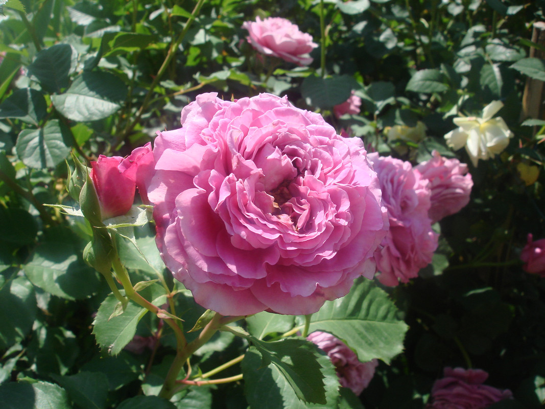 DSC00806