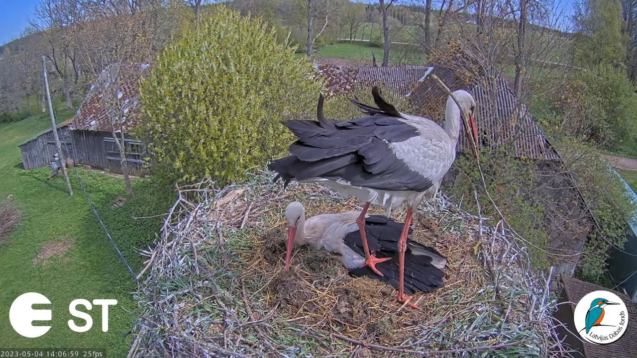 Baltie stārķi (Ciconia ciconia) Tukuma novadā - LDF tiešraide __ White storks in Tukums, Latvia 15-1