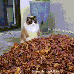 giphy-downsized