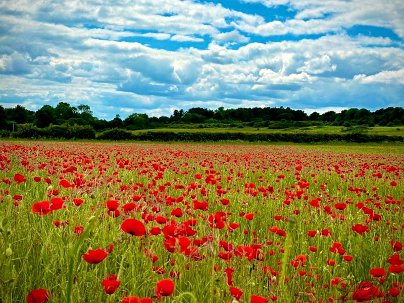 poppies3-j-HD.jpg