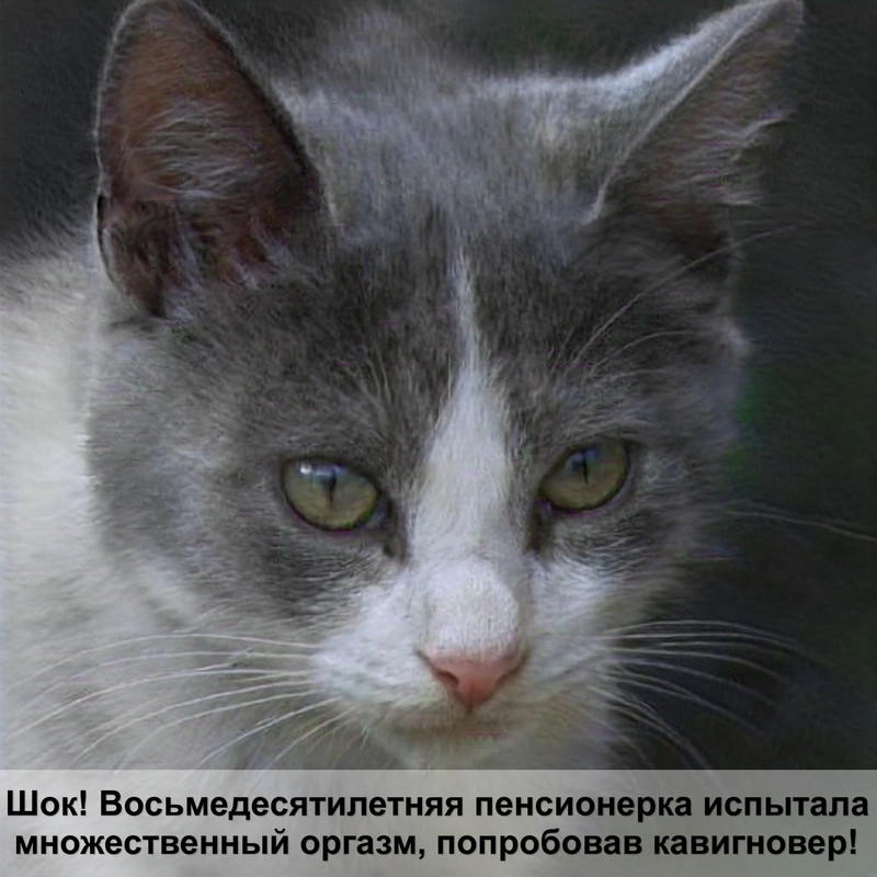 сколько окрасов у кошек