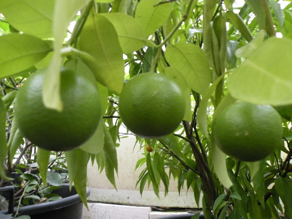 Marsh seedless