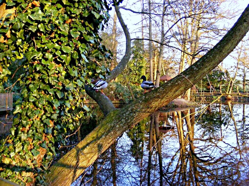 ducks-tree-HD.jpg