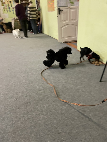 https://i.postimg.cc/cH1CVhQ1/IMG-7731.jpg