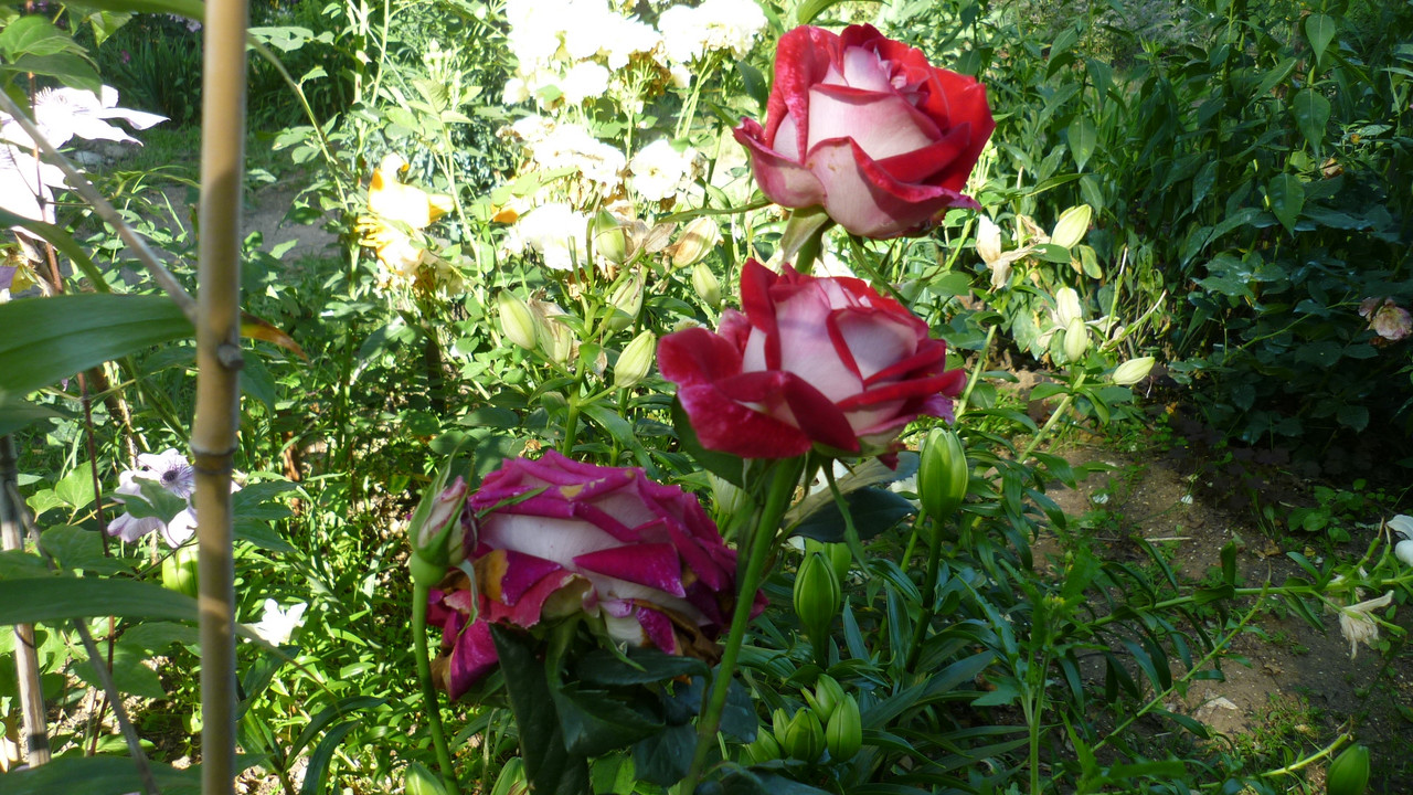 user posted image