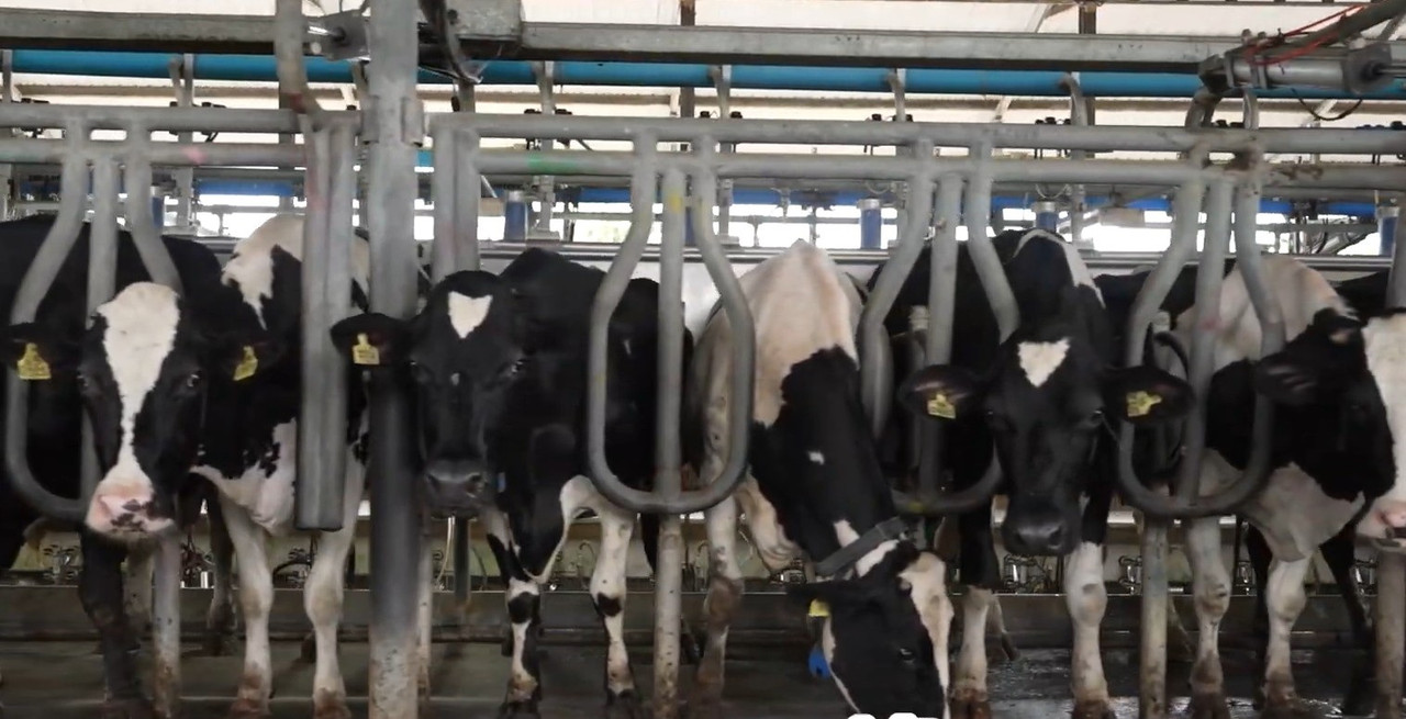 สนับสนุนเกษตรกรโคนมไทย 5