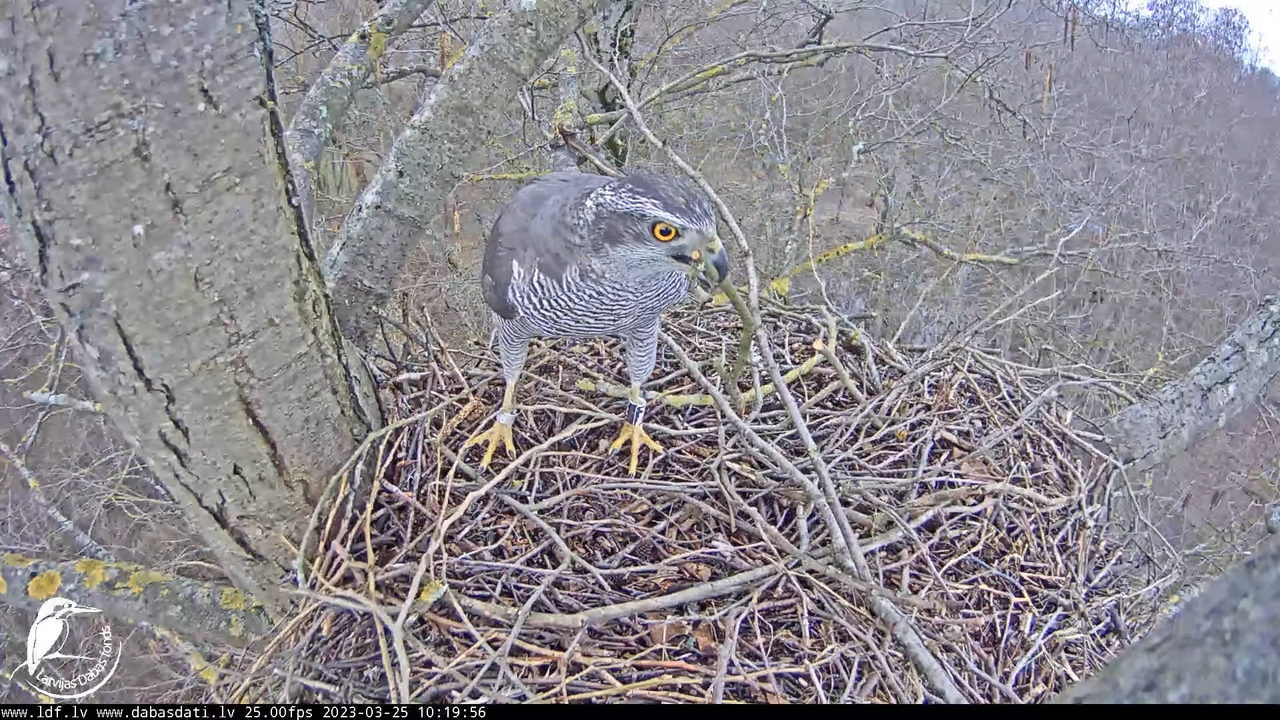 Vistu vanags (Accipiter gentilis) Rīgā - LDF tiešraide __ Goshawks, Riga, Latvia 10-51-1 screenshot