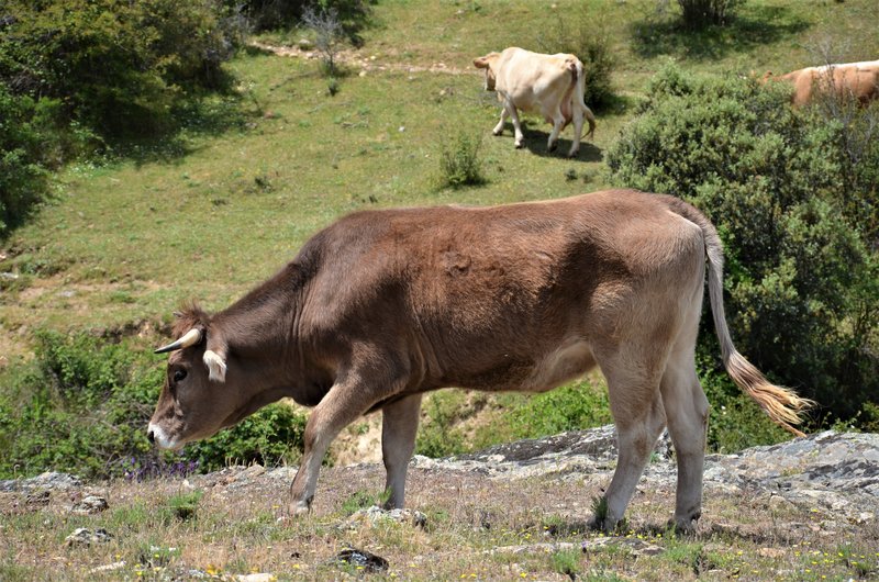EMBALSE PUENTES VIEJAS, FORTINES Y ANIMALES-24-5-2014-MADRID - Paseando por España-1991/2016 (21)