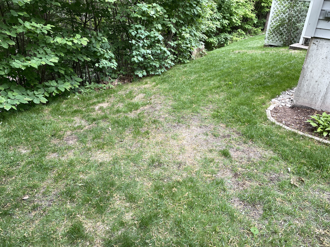 When/what to seed in the shade? | Lawn Care Forum