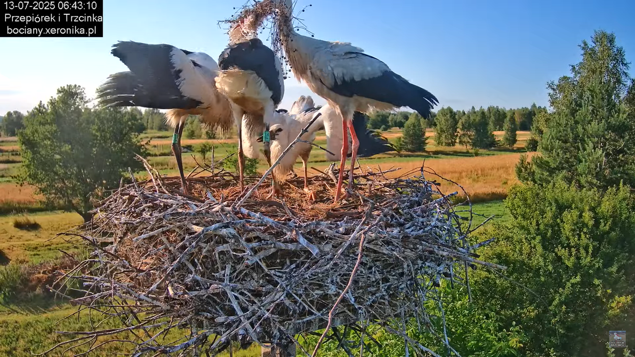 13072025bociany8