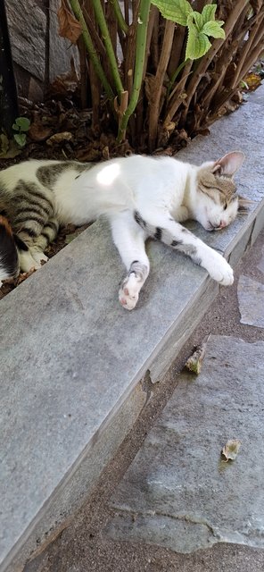 Εικόνα