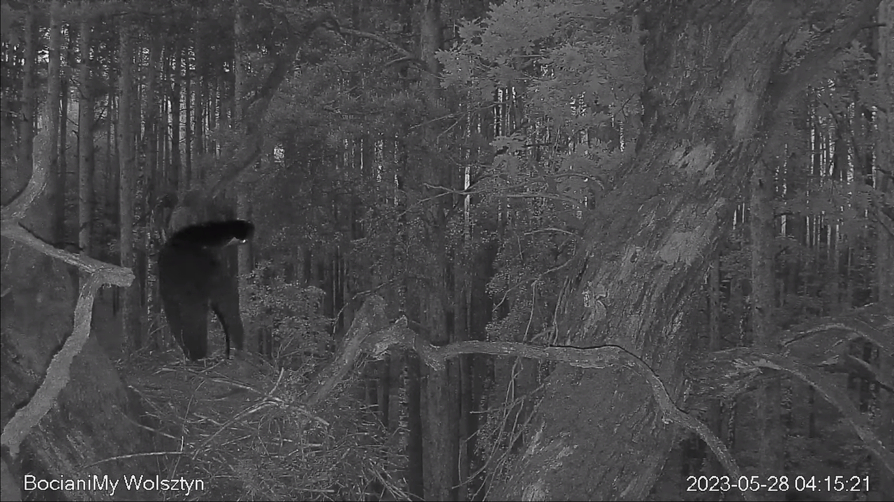 Zrzut ekranu (14526)