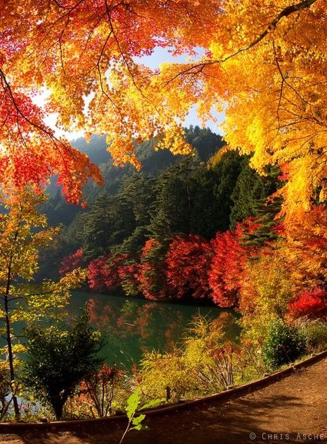 [Image: c5f3510c2938dfc2fa05e544b56acd08-autumn-...n-fall.jpg]