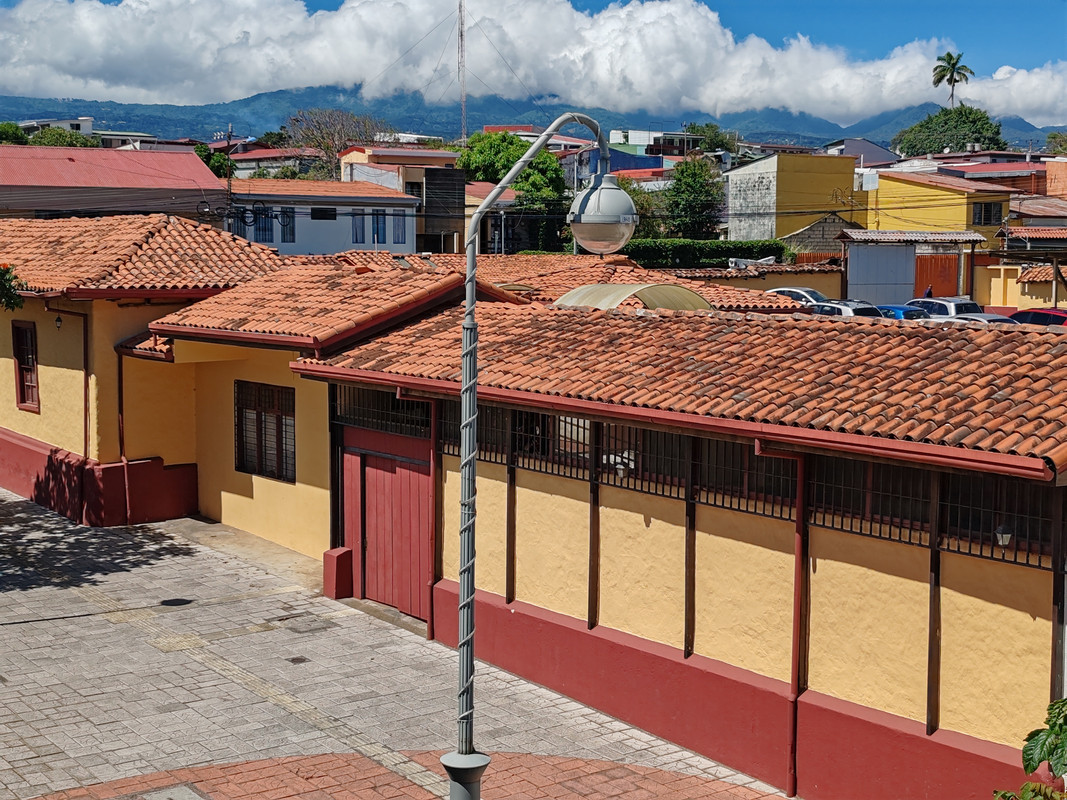 Perezoso en un árbol, imagen de la ESPH.