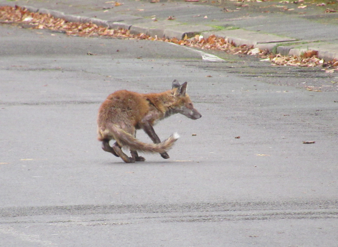 Fox on Sholebroke Avenue 1pm 18-11-24 (8)