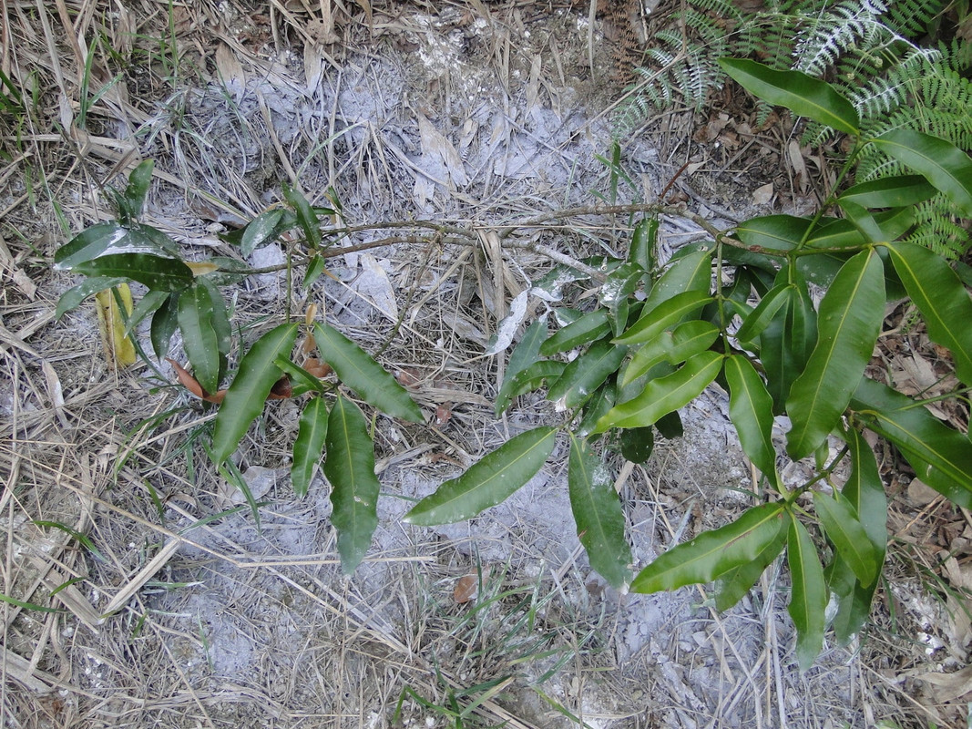 DSC00384